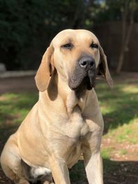 Close-up of a dog looking away