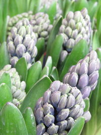 Hyacinths are