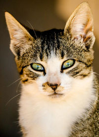 Close-up portrait of a cat