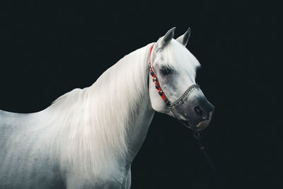 Horse standing against black background