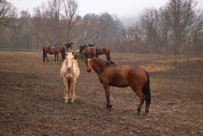 A pair of horses looking at the viewer with a group of horses in the background