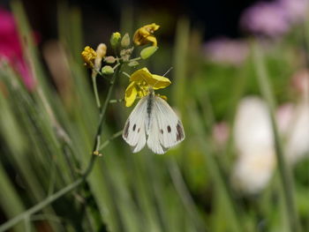 Close-up of insect on flower