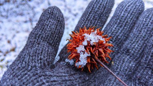 Close-up of snow on plant during winter