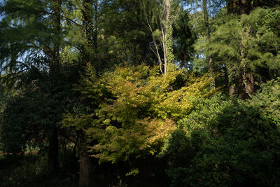 Trees in forest