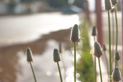 Close-up of dandelion