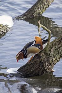 Bird on a lake