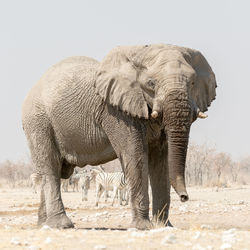 View of elephant in zoo