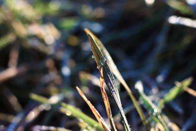 Close-up of grass on field