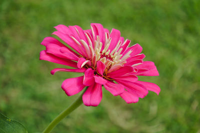 Close-up of pink flower