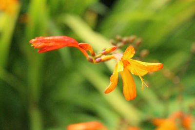 Close-up of yellow flower blooming outdoors