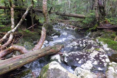 Stream passing through forest