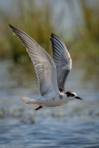 Bird flying over lake