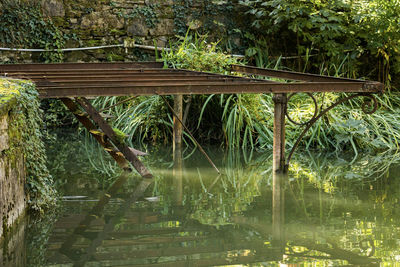 Reflection of trees in lake