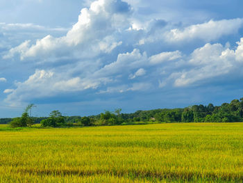 Scenic view of agricultural field against sky