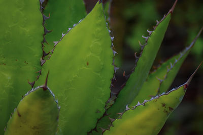 Close-up of succulent plant