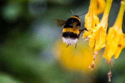 Close-up of bee pollinating on flower