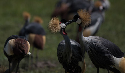 Crested crane couple feeding each other