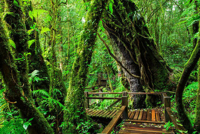 Bench amidst trees in forest