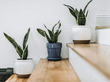 Three potted cactus sit on hardwood stairs indoors against white wall