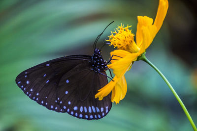 Close-up of butterfly pollinating on yellow flower