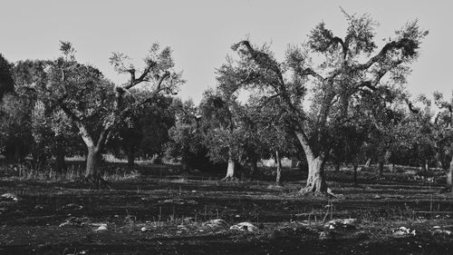 Trees on field against sky