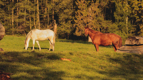 Horses standing in a field