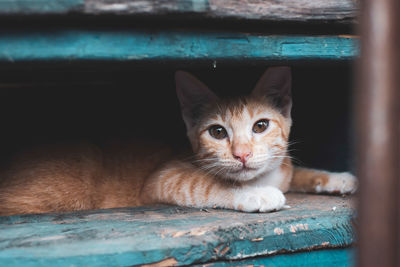 Portrait of cat by kitten