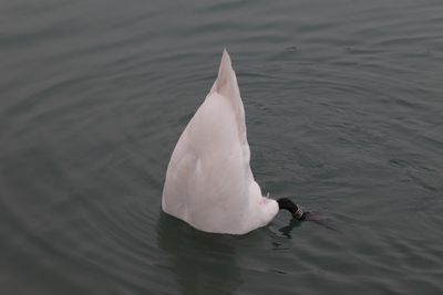 Swan swimming in lake