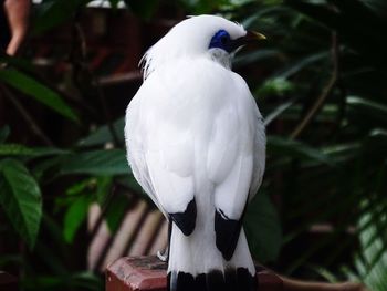 Close-up of white bird