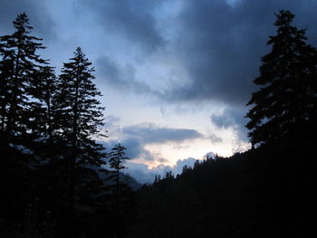 Low angle view of silhouette trees in forest against sky