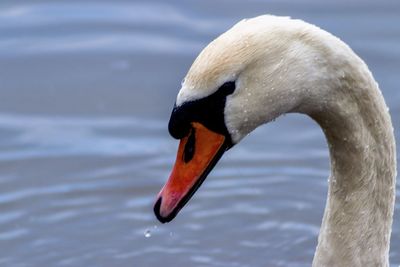Close-up of swan swimming in lake
