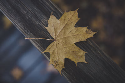 Close-up of maple leaf on wood