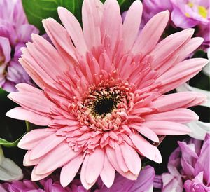 Close-up of pink daisy flower