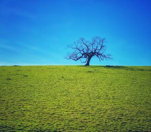 Tree on field against clear blue sky