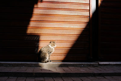 Cat looking through window