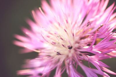 Close-up of pink flower