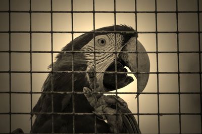 Close-up of macaw parrot in a cage