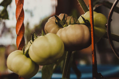 Close-up of fruits hanging on plant