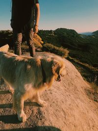 Dog standing on land against sky