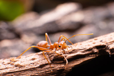 Close-up of insect on rock