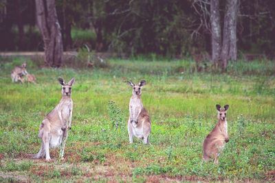 Portrait of kangaroos on grassy field