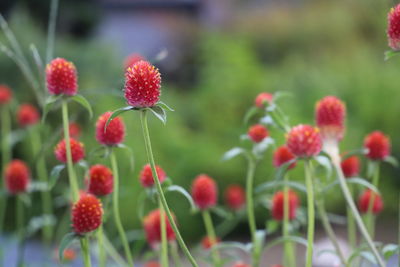 Close-up of red flowering plants