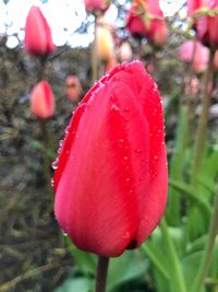 Close-up of red poppy blooming outdoors