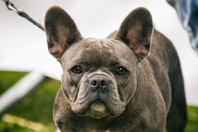 Close-up portrait of dog