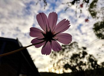 Close-up of flower against sky