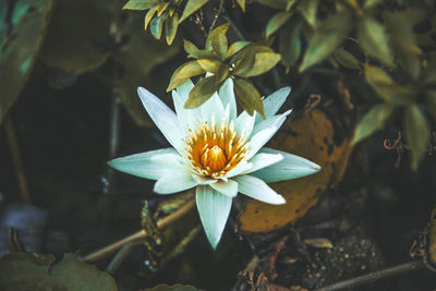 Close-up of white water lily blooming outdoors