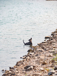 Man sitting on rock at beach