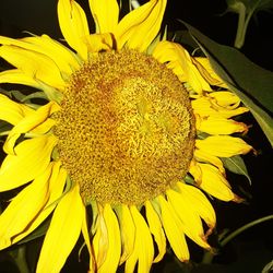 Close-up of yellow sunflower