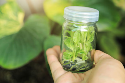 Close-up of hand holding glass jar