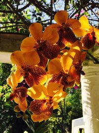 Close-up of yellow flowers blooming outdoors